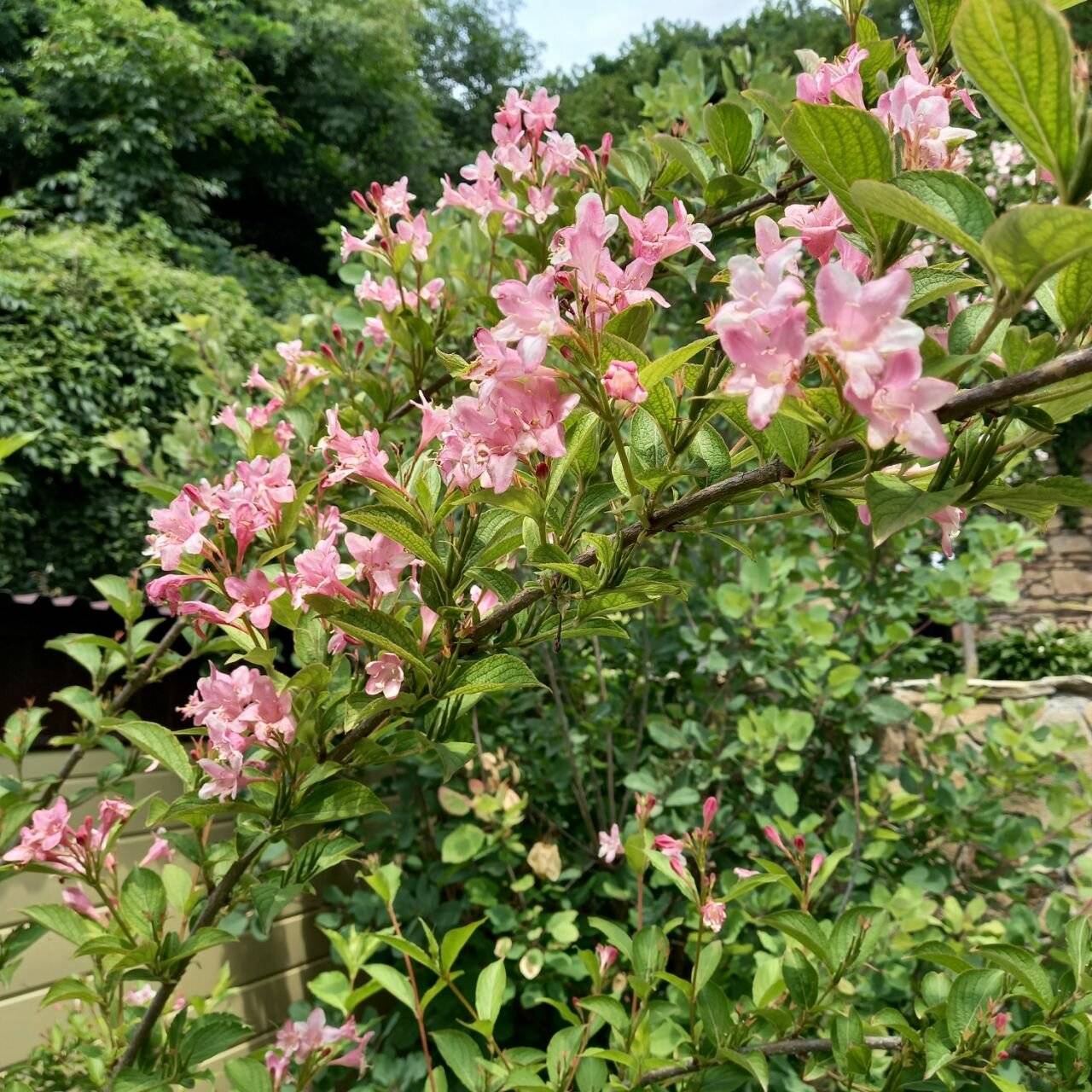 Фото Санатория Княжна Мери Железноводск 148